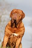 DOGUE DE BORDEAUX 155